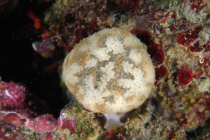 Botrylloides leachii